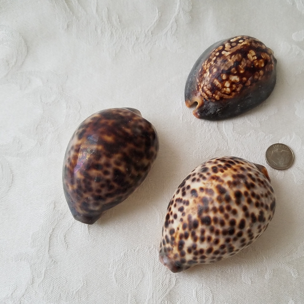 Three Natural Sea Shells - Picture 12 of 12